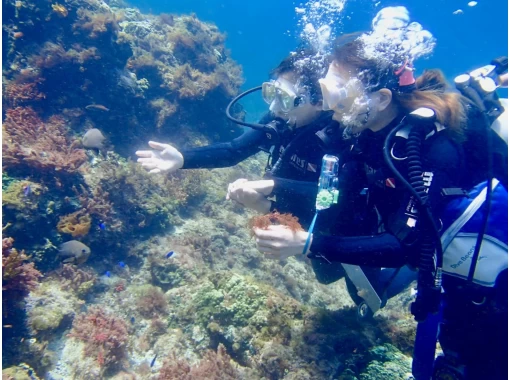 【Tokyo · Kozushima】Introductory Scuba Divingの画像