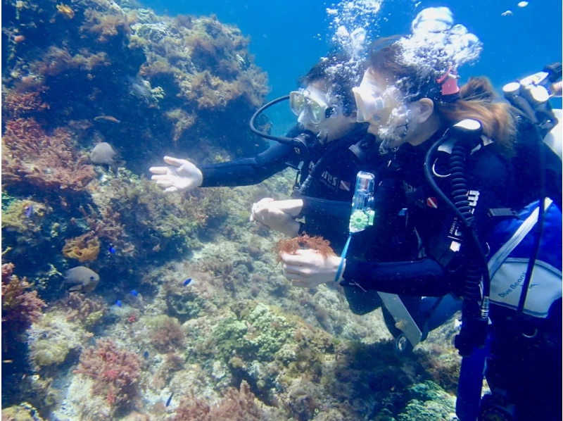 【Tokyo · Kozushima】Introductory Scuba Divingの紹介画像