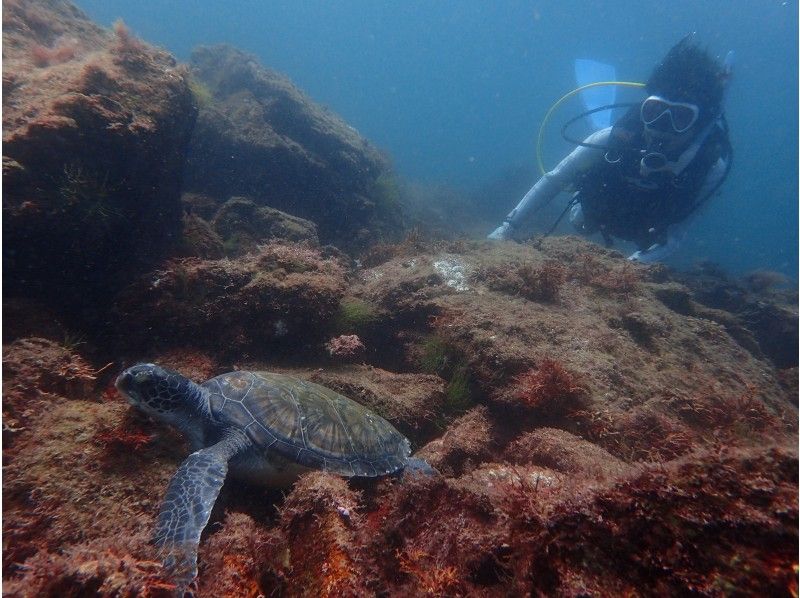2020年4月までの期間限定　レンタル　送迎無料　熱海発着　川奈ファンダイブ