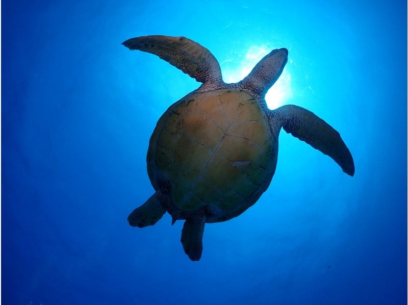 【北海道・SUP体験】透明度の高い支笏湖の湖面をクルージング！SUP体験（半日コース）の画像
