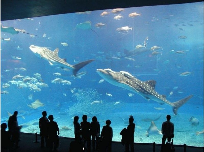 恩納村発 沖縄北部2大人気観光地 美ら海水族館 古宇利島 観光タクシーで楽々プラン アクティビティジャパン