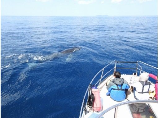 [Okinawa Zamami] Winter Dec.-April only! Whale watching Kerama Blue Seaの画像