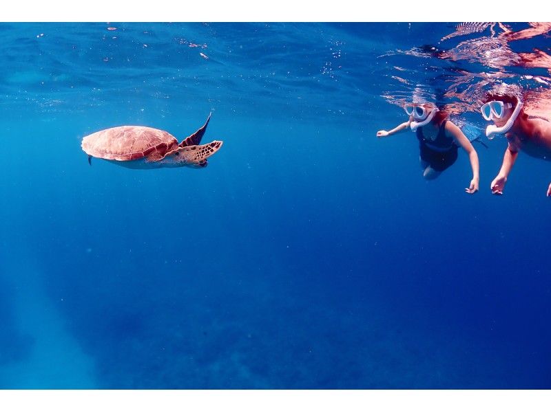 [โอกินาว่าอิชิกากิ] เต่าทะเลและดำน้ำดูปะการัง! หลักสูตรครึ่งวัน (AM / PM) พร้อมรูปถ่ายใต้น้ำ!の紹介画像