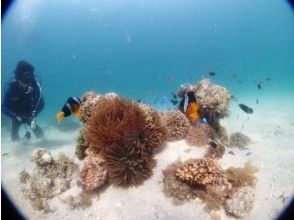 天草の海釣り 釣り船体験のアクティビティ 遊び 体験 レジャーの格安予約 アクティビティジャパン 日帰り旅行