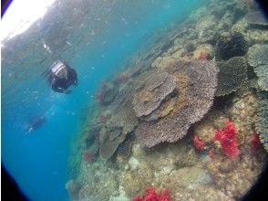 ★ [Kumamoto/Amakusa] Snorkeling course by boat ~ Ushibuka, the southernmost point of Amakusa ★ Free video gift