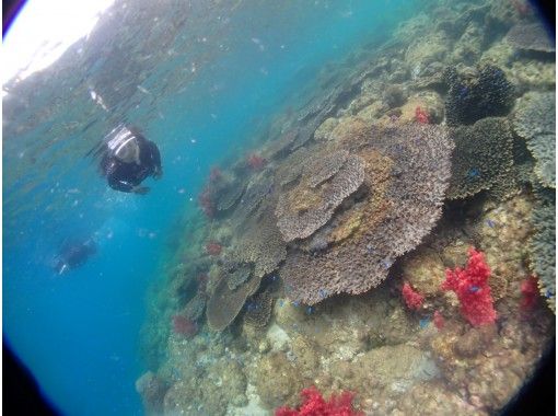 ★ [Kumamoto/Amakusa] Snorkeling course by boat ~ Ushibuka, the southernmost point of Amakusa ★ Free video giftの画像