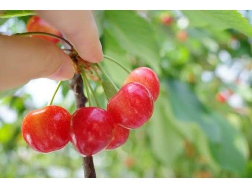 [Yamagata Prefecture Yamadera]Cherry picking experience and strolling Yamadera with guide-Minshuku experience plan-の画像