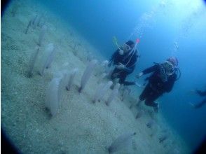 天草の海釣り 釣り船体験のアクティビティ 遊び 体験 レジャーの格安予約 アクティビティジャパン 日帰り旅行