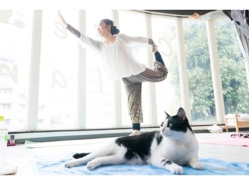 [Kanagawa/Yokohama]Female instructor carefully teaches! Beginners are safe with a small Number of participants! Cat yoga to enjoy with catsの画像