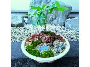 【新宿・風景盆栽】はじめての風景盆栽☆自然素材で彩る盆栽(1回)講座「13％OFFキャンペーン」
