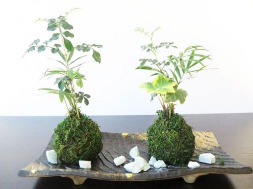 埼玉 さいたま市 涼しげな落ち着く苔玉作り アクティビティジャパン