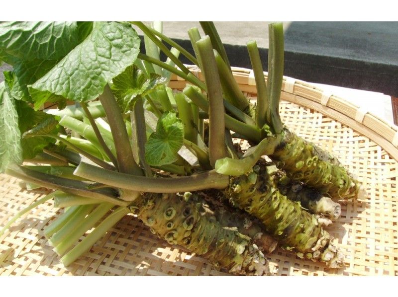[Yamagata Okura Village] Why don't you try Okura Wasabi (snowflower) processing experience & all wasabi dishes raised in the spring water of Gassan?の紹介画像