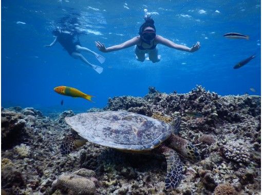 沖縄 慶良間諸島 座間味島 ウミガメと泳ごう ビーチエントリーで船が苦手な方も安心 小さなお子様連れも大歓迎 Hisスーパーサマーセール アクティビティジャパン