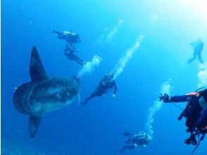 【城ヶ島・伊東】《東京発送迎あり》２ボートファンダイビング/※海況のよいポイントにGo！