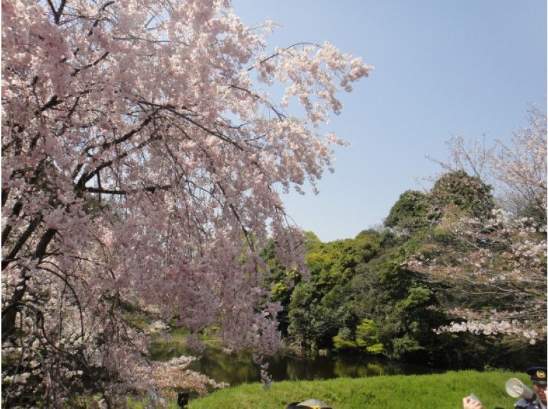 Japan Image 皇居 桜