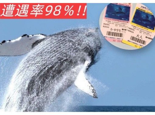 [Near Churaumi Aquarium! From the north] Whale watching & Churaumi Aquarium ticket included ● Re-challenge OK ♪ ● 100% encounter rate achieved in 2023!!の画像
