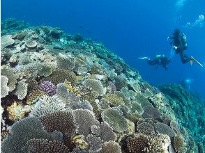 沖縄ダイビングセンター(OKINAWA DIVING CENTER)