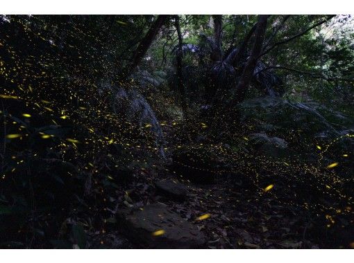 [沖縄繩西表島]八重山螢火蟲觀賞游の画像