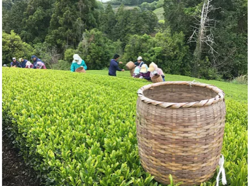 [Shizuoka/Kakegawa City] Held from 4/20 (Thursday) to 5/7 (Sunday)! New tea hand-picking experience & Tempura tasting of freshly picked tea leavesの画像