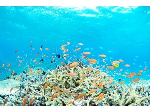 1番人気の3島めぐり 西表 由布 竹富3島めぐり 竹富島でグラスボート バス観光 水牛車 昼食付 R 2x アクティビティジャパン 1番人気の3島めぐり 西表 由布 竹富3島めぐり 竹富島でグラスボート バス観光 水牛車 昼食付 R 2x アクティビティジャパン