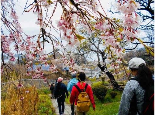 [Miyagi ・ Matushima] 'Sea & Sakura' Hike in Matsushimaの画像