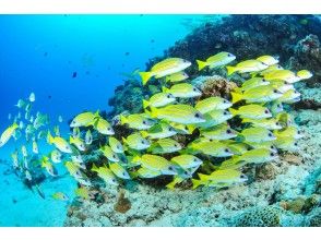 [Whole area / pick-up OK] Enjoy the sea on the main island of Okinawa! ★★ Near sea 2 boat fan diving ★★ To the sea that you do not know yet [half day or all day, arrival day OK]