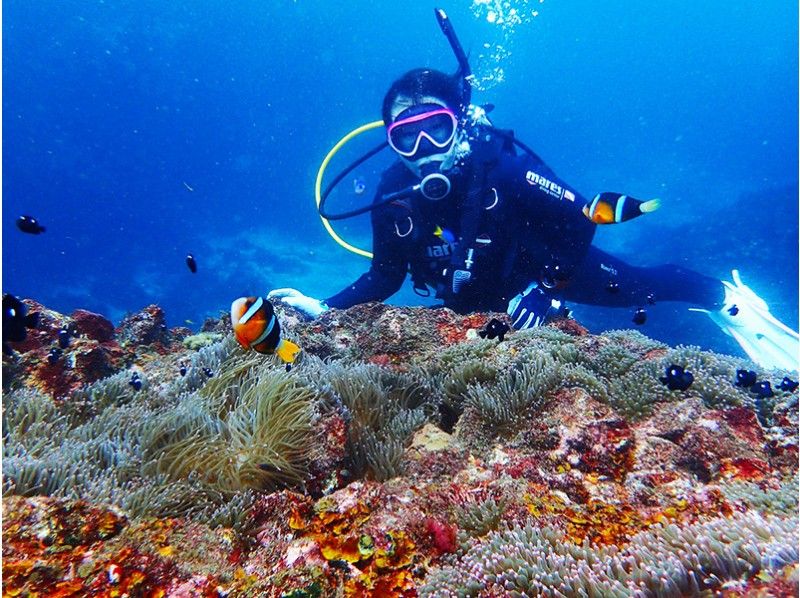 伊豆ダイビングイメージ　株式会社たからじま　ダイブショップ宝島