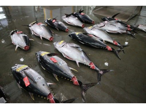 Tuna Heaven in Shiogama: Tuna auction, carving and sushi workshop!の画像