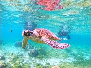 [Meeting plan near Naha] ☆High chance of encountering sea turtles & tropical fish☆ 40 minutes from Naha! Tropical tour! Free photos☆