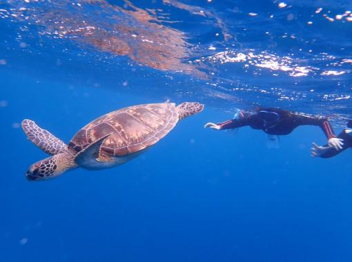 【沖縄・石垣島】　青の洞窟を中心に大自然を満喫！シュノーケリング半日体験♪（コロナ対策店）の画像