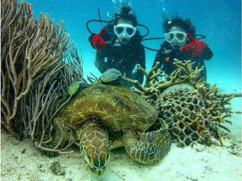 Sea turtle snorkel or experience Diving tour at coral flower fieldの紹介画像