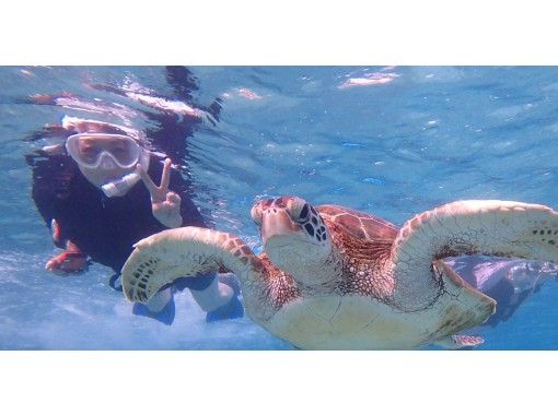 无限海龟浮潜和游乐场设备，并在珊瑚花场中嬉戏の画像