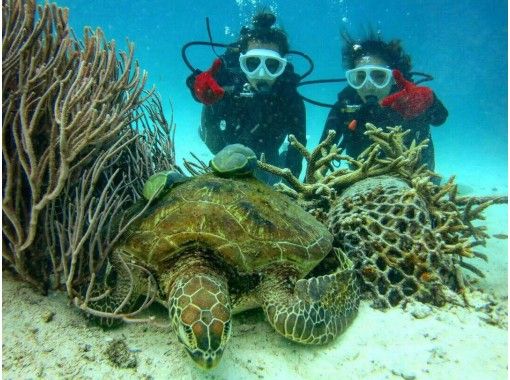 海龟体验深潜和游乐场设备，并在珊瑚花场玩耍の画像