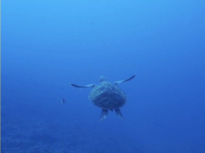 Sea turtle experience Diving & fly board in coral flower fieldの紹介画像