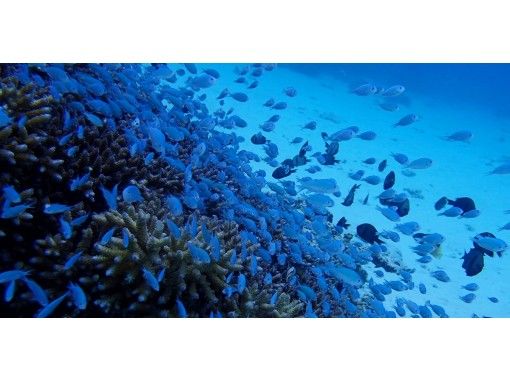 サンゴのお花畑でウミガメ体験ダイビング&超お得遊び放題の画像