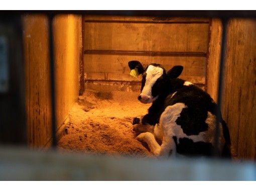 宮崎 新富 酪農フルコースで食育体験 仔牛ミルクやり 乳しぼり バター作り アクティビティジャパン