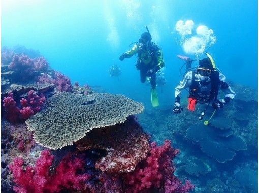 [Miyazaki / Nobeoka] Impressive scuba Diving experience in tropical Miyazakiの画像