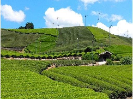 [Kyoto Wazuka] Enjoy tea with all five senses! Walk in a tea field with a guide and relax in Wazuka tea in Uji Tea Town! With tea ballsの画像