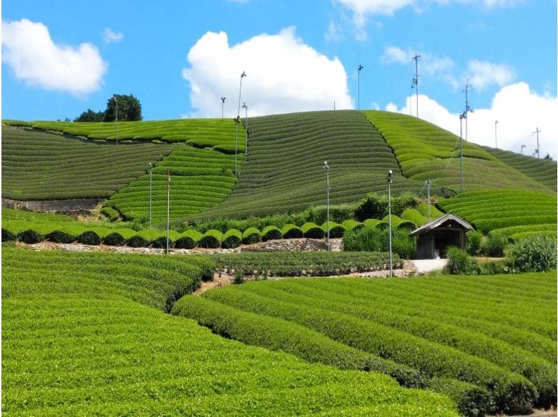 京都・和束】五感でお茶を堪能！宇治茶の郷でガイド付き茶畑