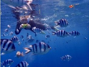 Snorkeling plan with Gorilla Chop! Beginners welcome! [Okinawa Prefecture, Motobu] Free GoPro photos and feeding!