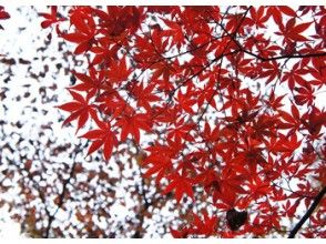 【期間限定】天城山の紅葉は今が最高潮！紅葉トレッキングツアーの画像