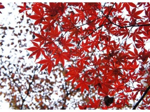 【期間限定】天城山の紅葉は今が最高潮！紅葉トレッキングツアーの画像