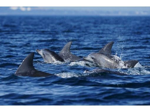 [熊本/天草市]让我们认识野生海豚！无论季节如何，都可以与约200只南方海豚见面！の画像