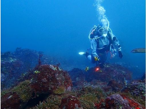 [伊豆半島初學者歡迎]海潛水の画像