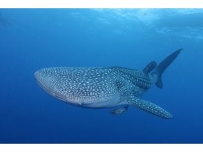 【沖縄本島・ダイビングツアー・午前/午後】ジンベエ1ダイブの画像