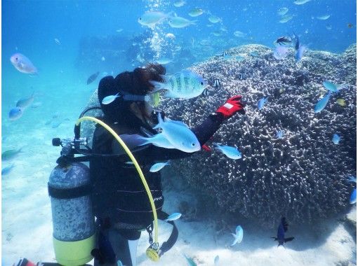 沖縄 宮古島 貸切 初めての方も安心で楽しくビーチ体験ダイビング 水中写真プレゼント アクティビティジャパン