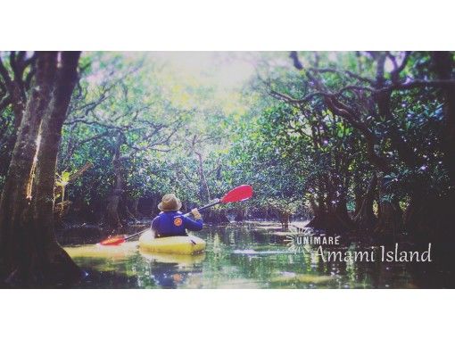 [Amami Oshima, northern and central areas] Amami mangrove canoe tour: A special trip in nature, reserved exclusively for one groupの画像