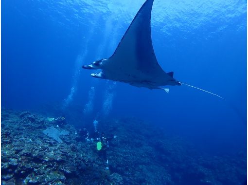 【沖縄・石垣島】お魚やサンゴや海の人気者に会いに行こう♪ＦＵＮダイビング(３ボートダイブ)　様々なポイントへGO!!の画像