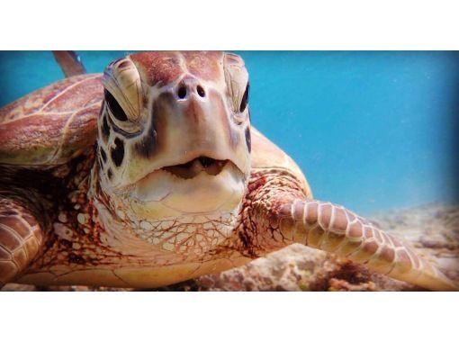 [Amami Oshima, Northern, Open Ocean Area] Sea turtle snorkeling tour that won't get cold even in winter (half day or full day) with photo serviceの画像