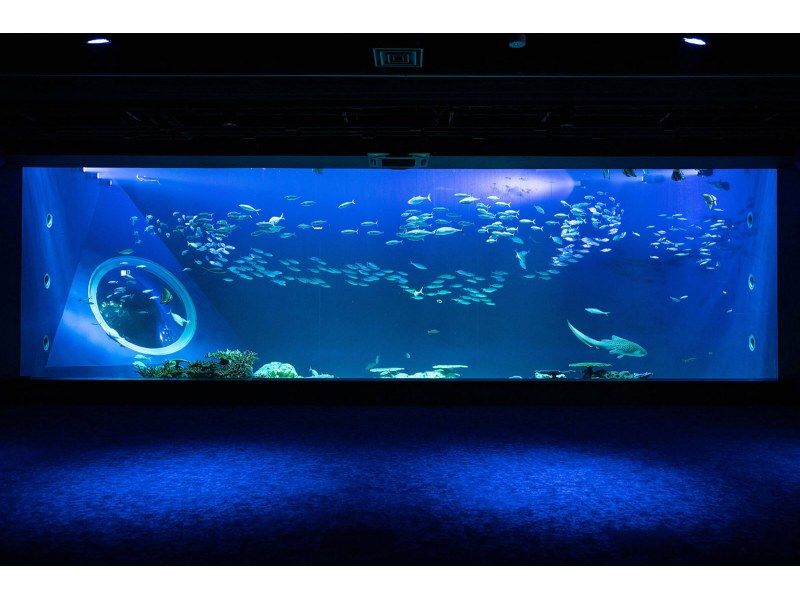 【沖縄・那覇】県庁前県民広場・那覇空港発バスツアー！DMMかりゆし水族館・ウミカジテラス・北谷アメリカンビレッジ｜ラドクイック号の紹介画像